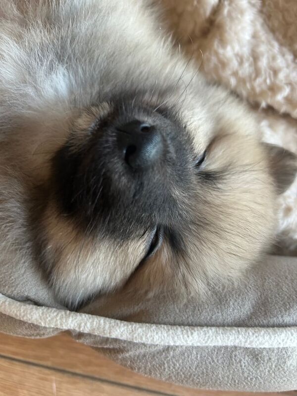 Pomeranian puppies for sale in Bradford, West Yorkshire – 4 months old - Image 4 of 5
