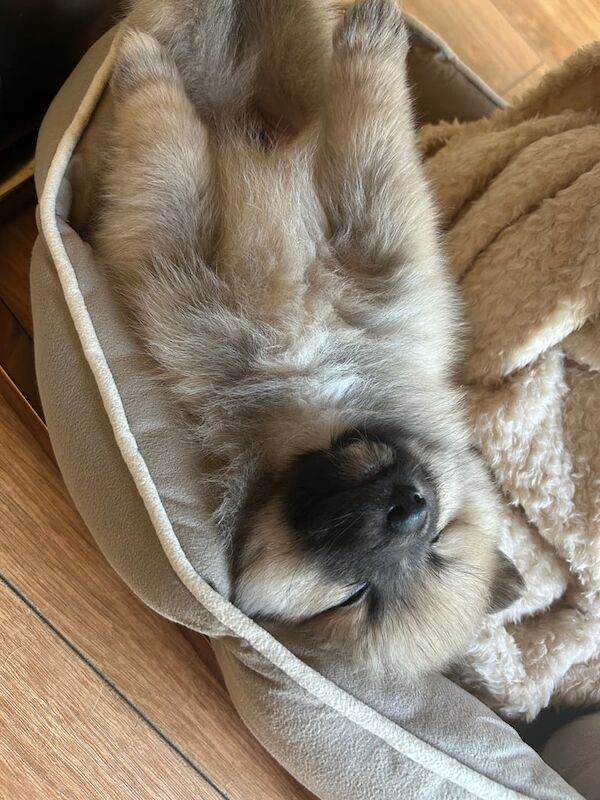 Pomeranian puppies for sale in Bradford, West Yorkshire – 4 months old - Image 5 of 5