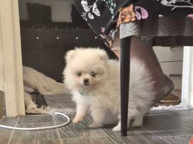 Pomeranian puppies for sale in Leicester, Leicestershire – 1 year old - Image 5 of 5