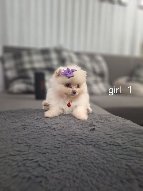 Pomeranian puppies for sale in Leicester, Leicestershire – 7 weeks old