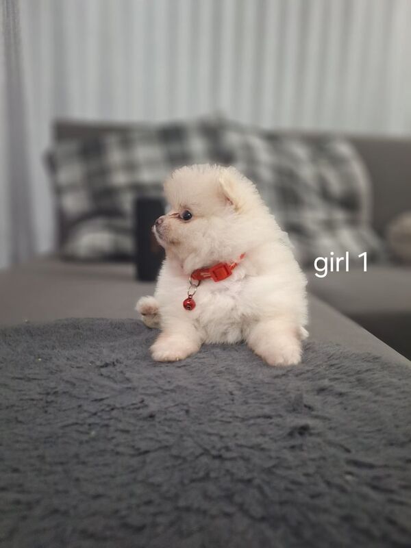 Pomeranian puppies for sale in Leicester, Leicestershire – 4 months old - Image 2 of 3