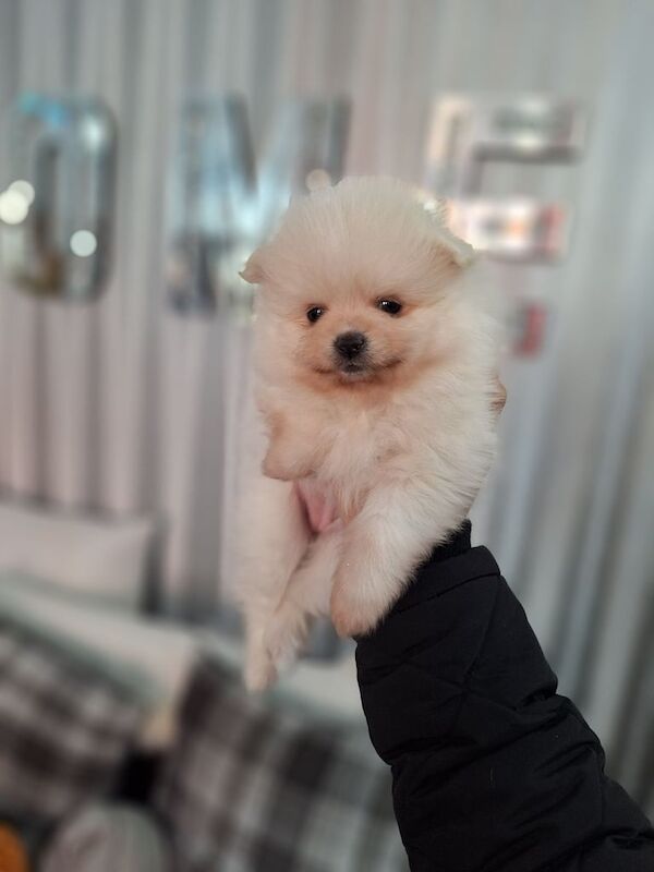 Pomeranian puppies for sale in Leicester, Leicestershire – 11 months old - Image 2 of 3
