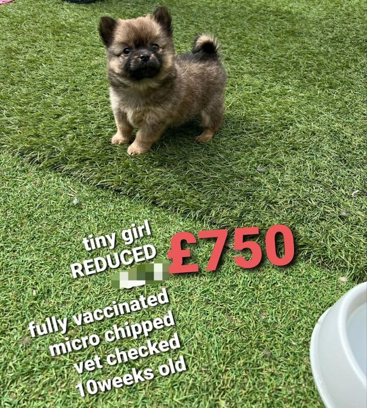 Beautiful pomeranian x chihuahua for sale in Leicester, Leicestershire