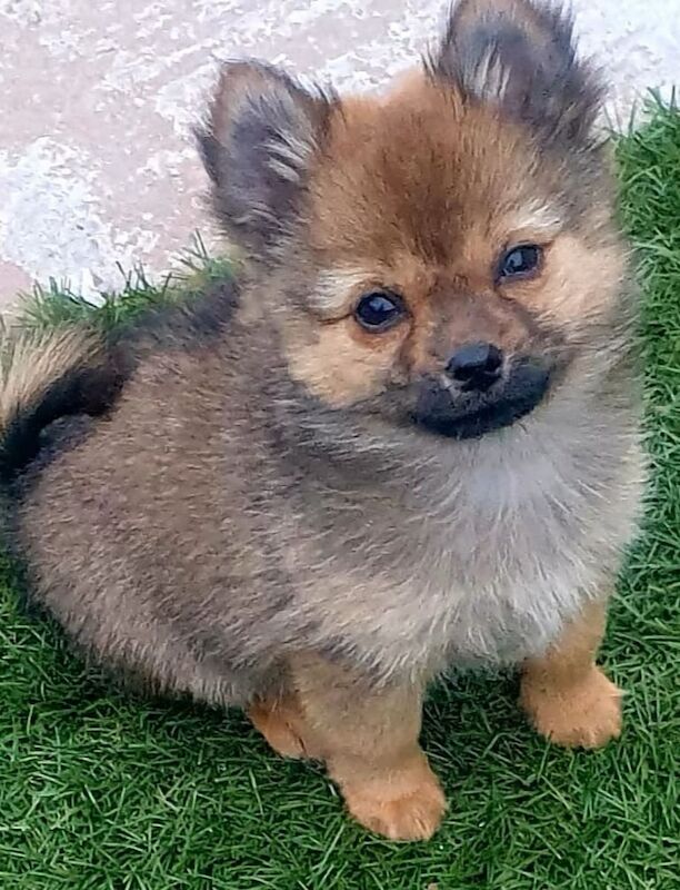 Beautiful pomeranian x chihuahua for sale in Leicester, Leicestershire | Image 2