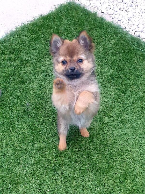 Beautiful pomeranian x chihuahua for sale in Leicester, Leicestershire | Image 3