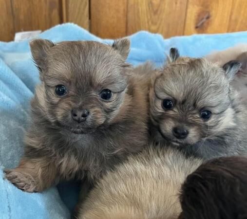 Pomeranian puppies for sale in Knighton / Tref-y-Clawdd, Powys – 1 year old - Image 1 of 5
