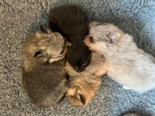 Pomeranian puppies for sale in Knighton / Tref-y-Clawdd, Powys – 1 year old - Image 2 of 5