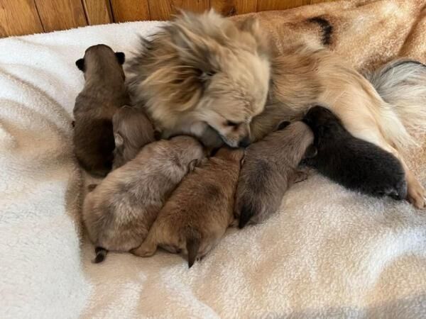 Pomeranian puppies for sale in Knighton / Tref-y-Clawdd, Powys – 1 year old - Image 3 of 5