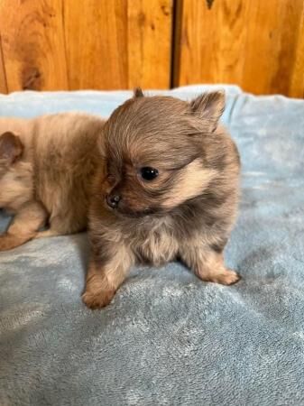 Pomeranian puppies for sale in Knighton / Tref-y-Clawdd, Powys – 1 year old - Image 4 of 5