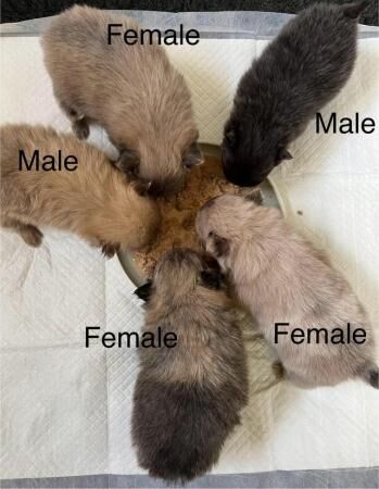 Pomeranian puppies for sale in Knighton / Tref-y-Clawdd, Powys – 1 year old - Image 5 of 5