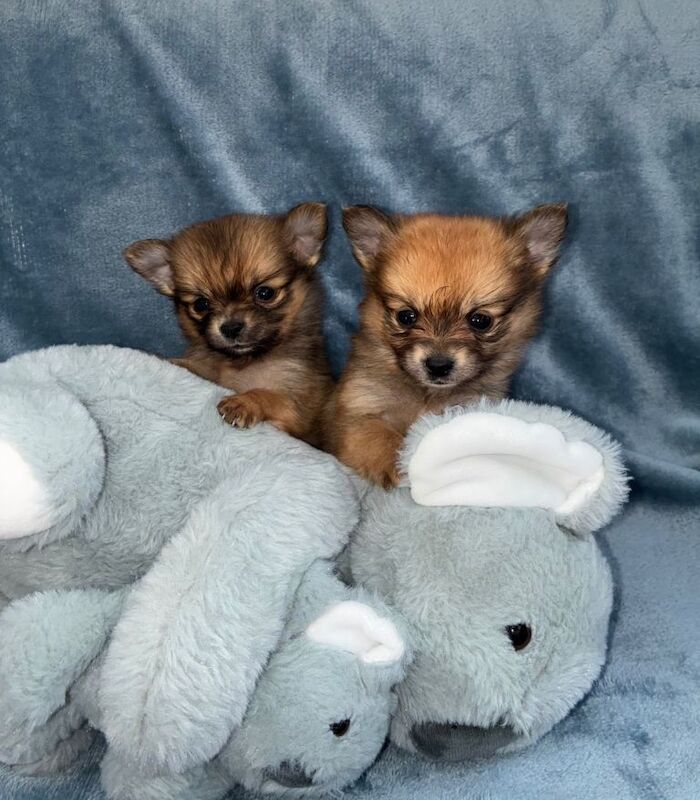 Beautiful Pomeranians
