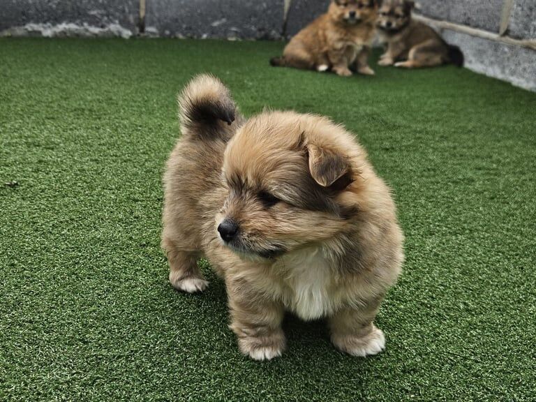 Beautiful Pomeranians puppy for sale in Llanelli, Dyfed