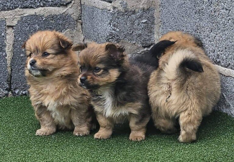 Beautiful Pomeranians puppy for sale in Llanelli, Dyfed | Image 2