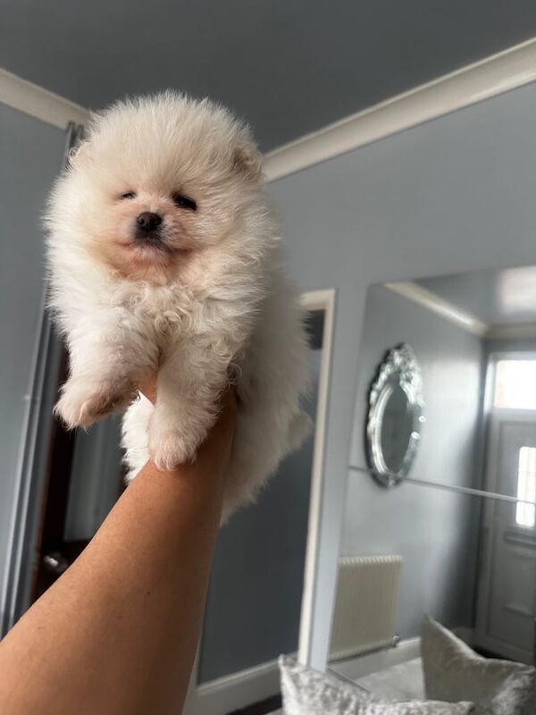 Beautiful pomeraninan toy puppies for sale in Leicester, Leicestershire