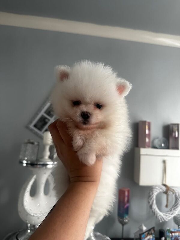 Beautiful pomeraninan toy puppies for sale in Leicester, Leicestershire | Image 2