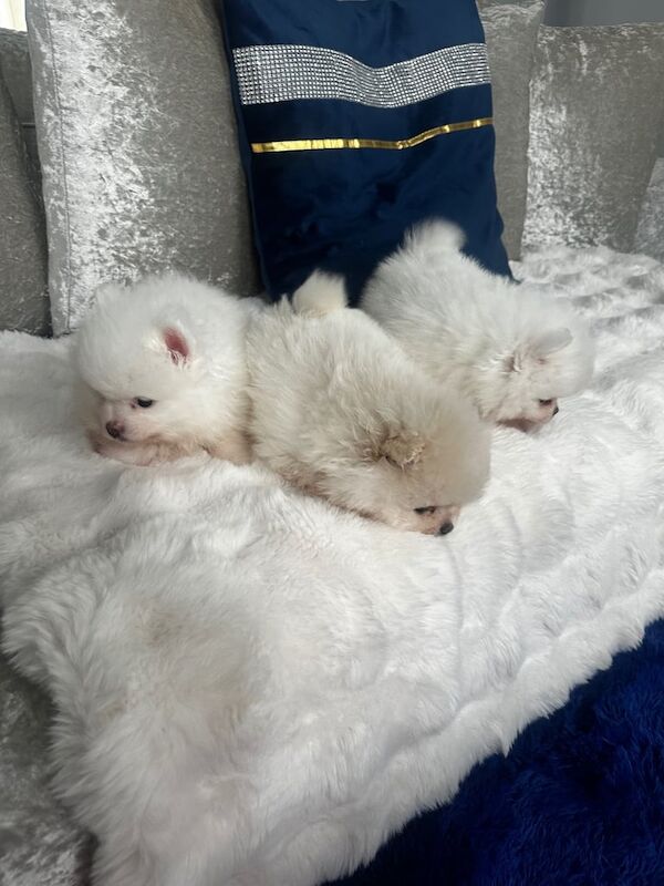 Beautiful pomeraninan toy puppies for sale in Leicester, Leicestershire | Image 3