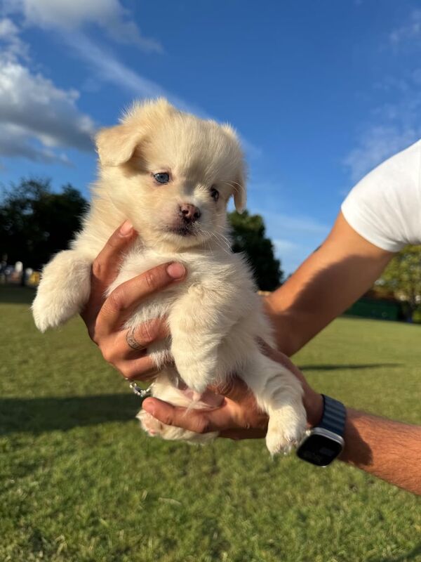 Pomeranian puppies for sale in Harrow, Greater London – 3 months old