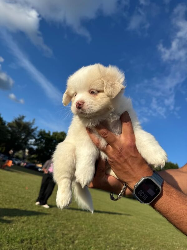 Pomeranian puppies for sale in Harrow, Greater London – 3 months old - Image 2 of 3