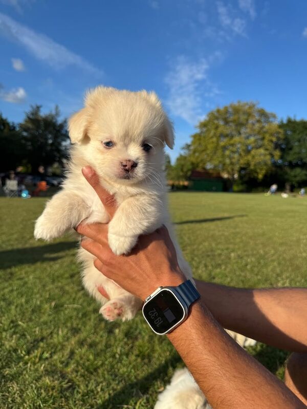 Pomeranian puppies for sale in Harrow, Greater London – 3 months old - Image 3 of 3