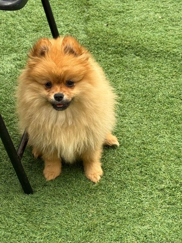 Pomeranian puppies for sale in Reading, Berkshire – 3 months old