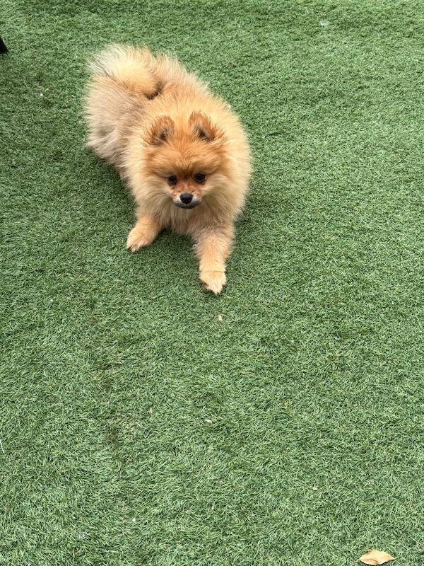 Pomeranian puppies for sale in Reading, Berkshire – 3 months old - Image 2 of 3