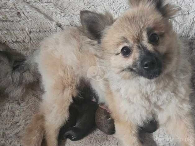 Beautiful pure pedigree pomeranian puppies for sale in Littlehampton, West Sussex - Image 1