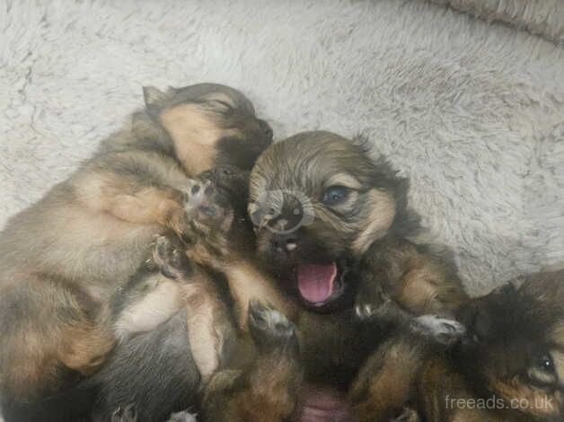 Beautiful pure pedigree pomeranian puppies for sale in Littlehampton, West Sussex - Image 2