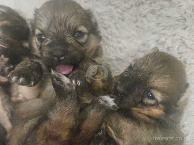 Beautiful pure pedigree pomeranian puppies for sale in Littlehampton, West Sussex - Image 3