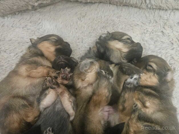 Beautiful pure pedigree pomeranian puppies for sale in Littlehampton, West Sussex - Image 4