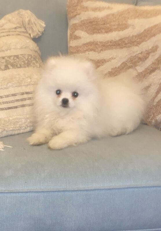 Beautiful Pure White Pomeranian Puppies for sale in Birmingham, West Midlands | Image 1
