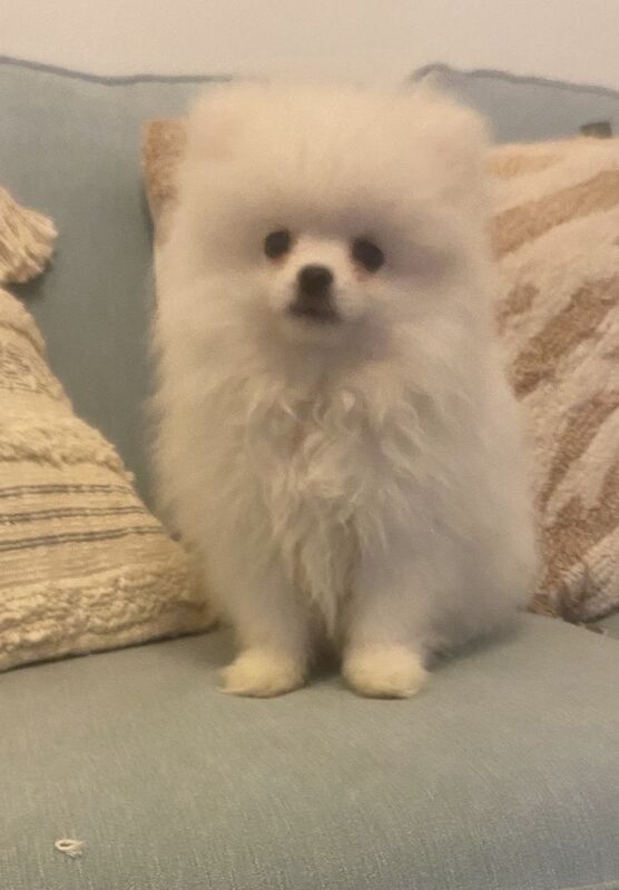 Beautiful Pure White Pomeranian Puppies for sale in Birmingham, West Midlands | Image 2