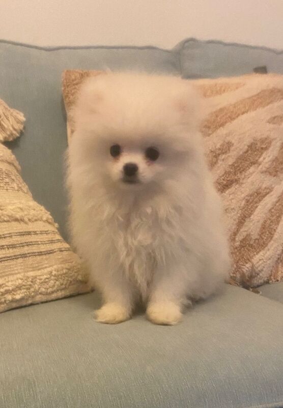 Beautiful Pure White Pomeranian Puppies for sale in Birmingham, West Midlands | Image 3