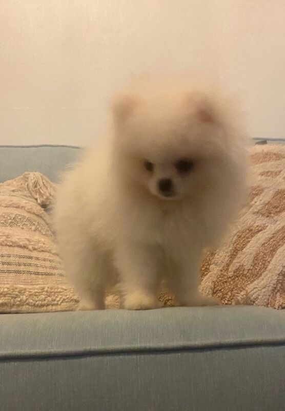 Pomeranian puppies for sale in Birmingham, West Midlands – KC registered, 9 months old - Image 4 of 4