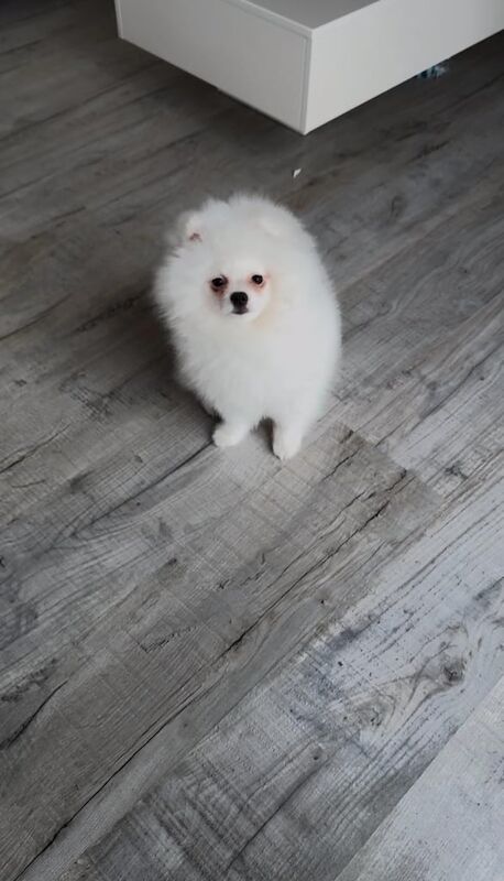 Pomeranian puppies for sale in Gateshead, Tyne and Wear – 11 months old - Image 1 of 3