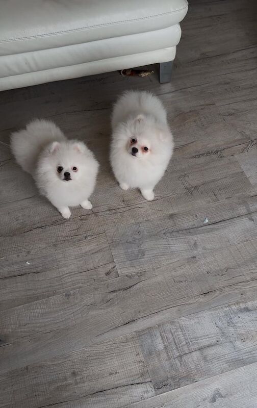 Pomeranian puppies for sale in Gateshead, Tyne and Wear – 11 months old - Image 3 of 3