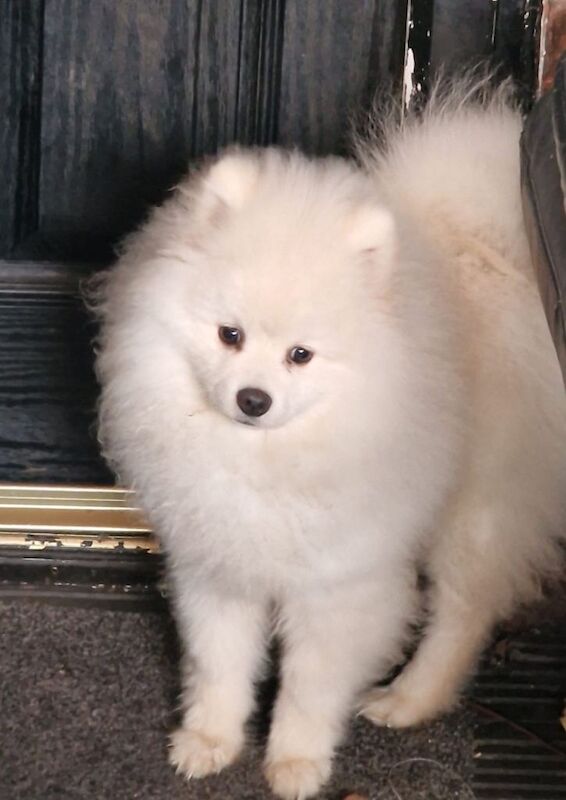 Pomeranian puppies for sale in Salford, Greater Manchester – KC registered, 5 months old