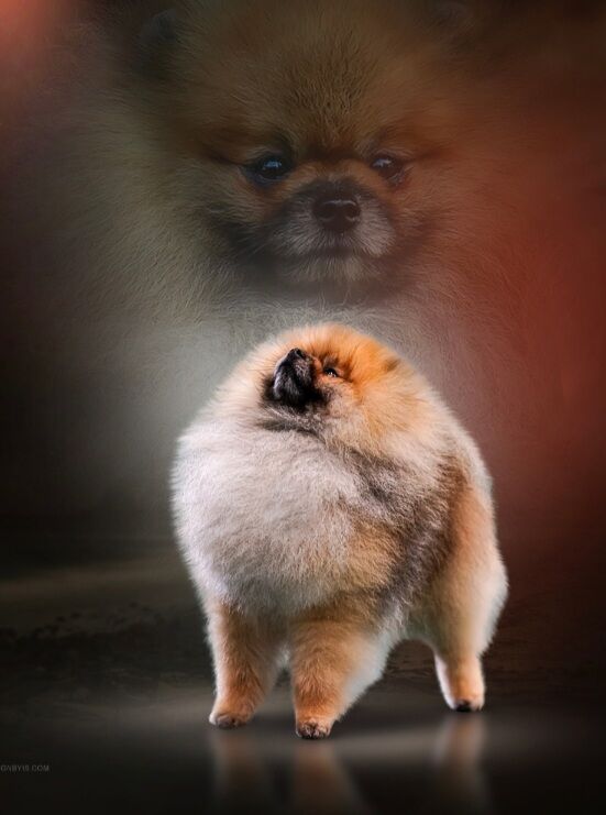 *Beautiful Show pomeranian for stud only* for sale in Kingston upon Hull, East Riding of Yorkshire