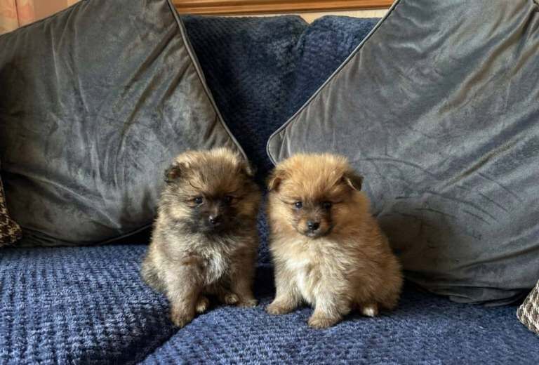 Pomeranian Puppies For Sale