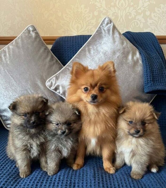 Beautiful small full pomeranian - Image 2 of 2