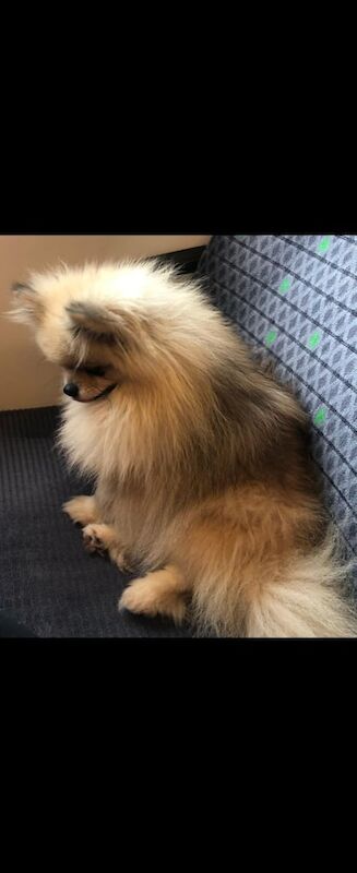 Pomeranian puppies for sale in Buckingham, Buckinghamshire – 2 years old