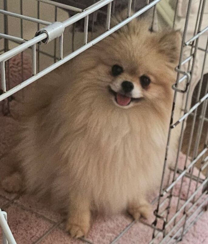 Pomeranian puppies for sale in Buckingham, Buckinghamshire – 2 years old - Image 2 of 2