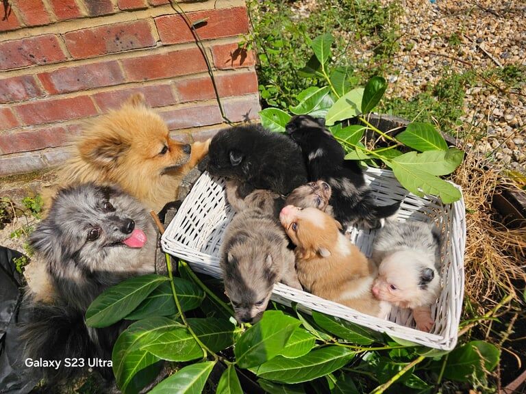 Pomeranian puppies for sale in Maidstone, Kent – 4 weeks old