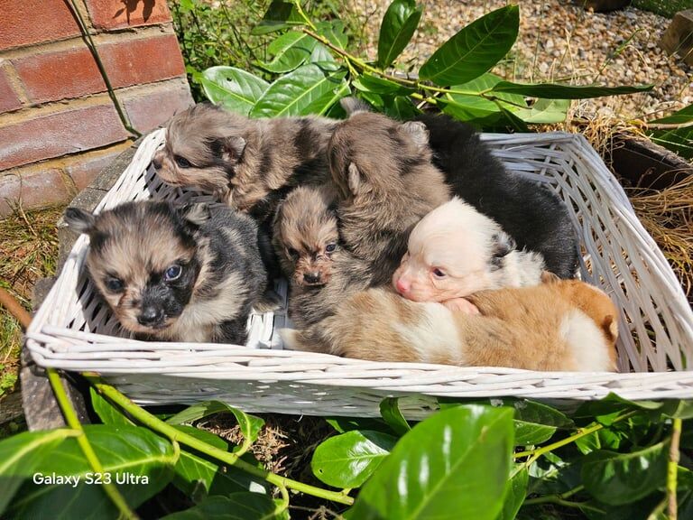 Pomeranian puppies for sale in Maidstone, Kent – 4 weeks old - Image 2 of 3
