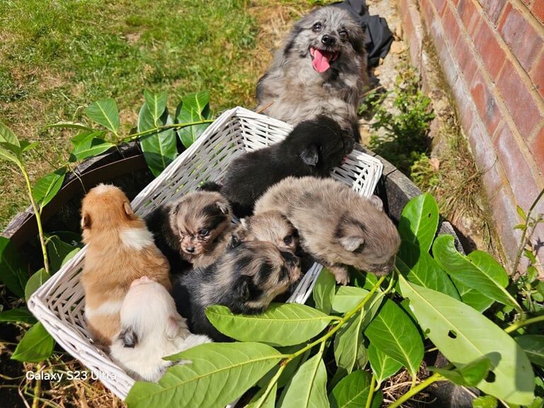 Pomeranian puppies for sale in Maidstone, Kent – 4 weeks old - Image 3 of 3