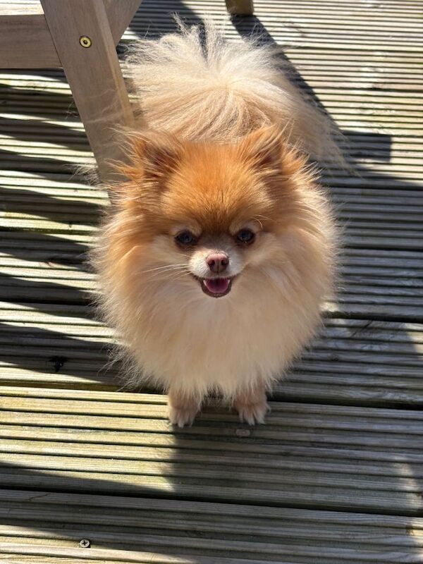 Pomeranian Puppies For Sale Under £1,000