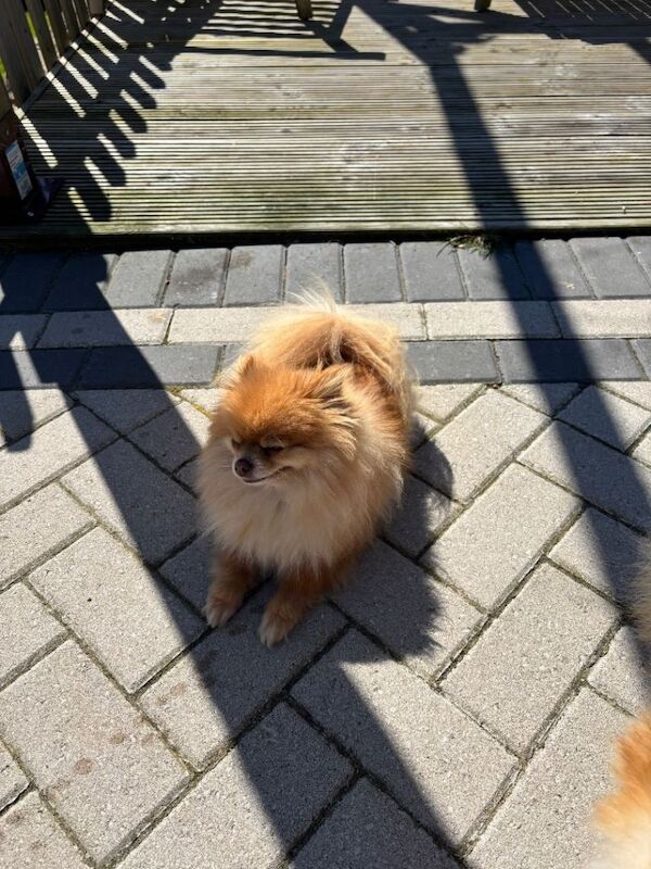 Beautiful Tiny Pomeranian Girl – 3 Years Old - Image 2 of 3