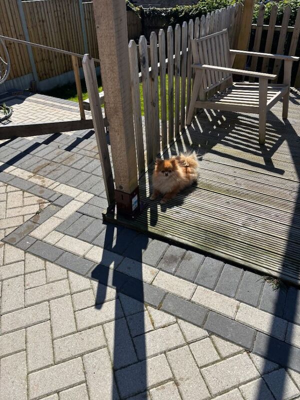 Beautiful Tiny Pomeranian Girl – 3 Years Old - Image 3 of 3