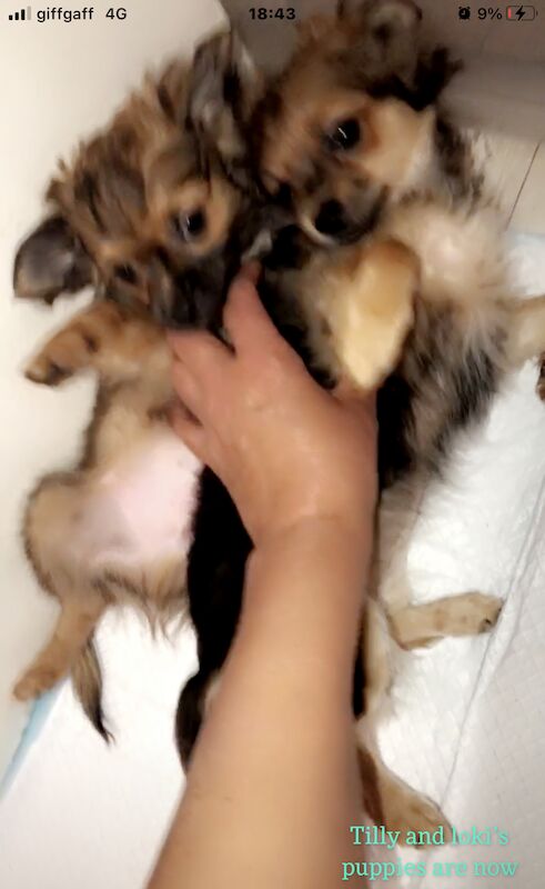 Tiny Beautiful well trained little Pomchis Boy/Girl for sale in London, City of London, Greater London | Image 1