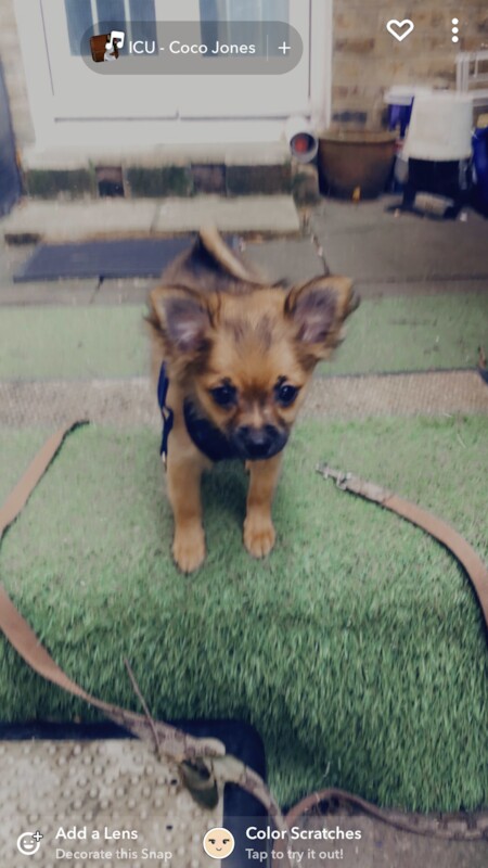 Tiny Beautiful well trained little Pomchis Boy/Girl for sale in London, City of London, Greater London | Image 2