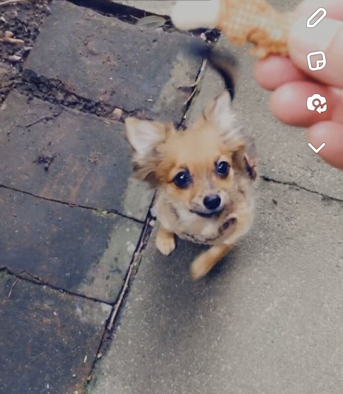 Tiny Beautiful well trained little Pomchis Boy/Girl for sale in London, City of London, Greater London | Image 3